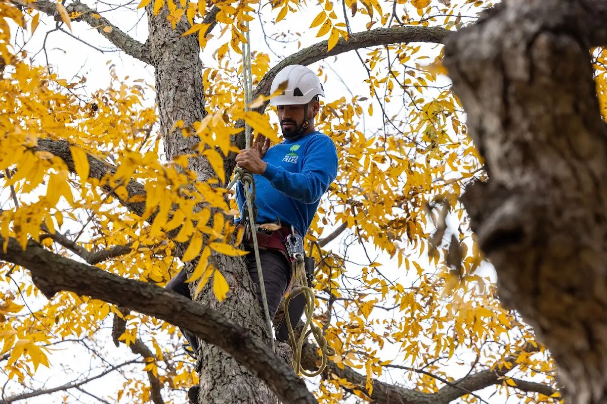Skilled Tree Transplanting crew working in Wellpinit