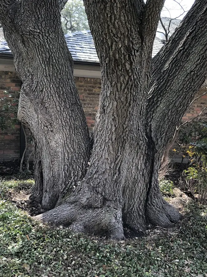 Mature heritage tree close to a Wellpinit property cared for by certified arborists